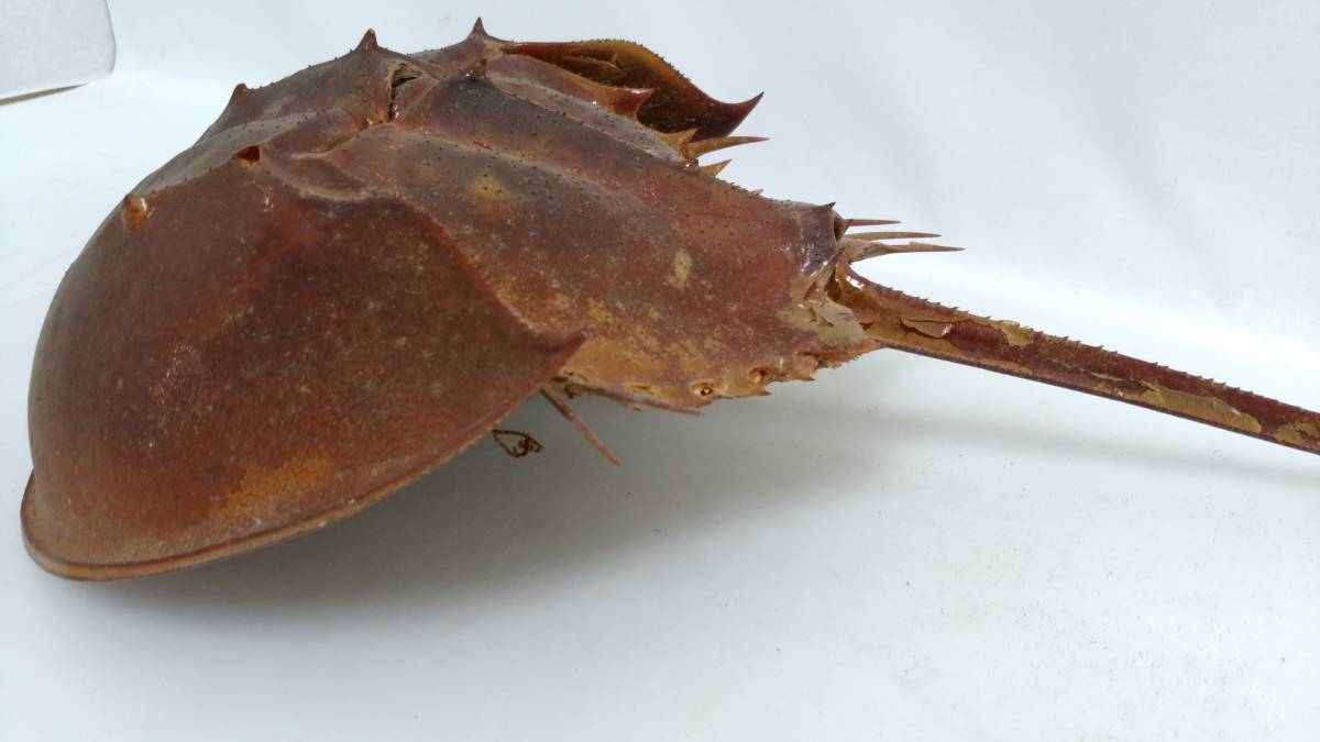 カブトガニ - 生きた化石「カブトガニ」が香川県で漁師の網に ROOM