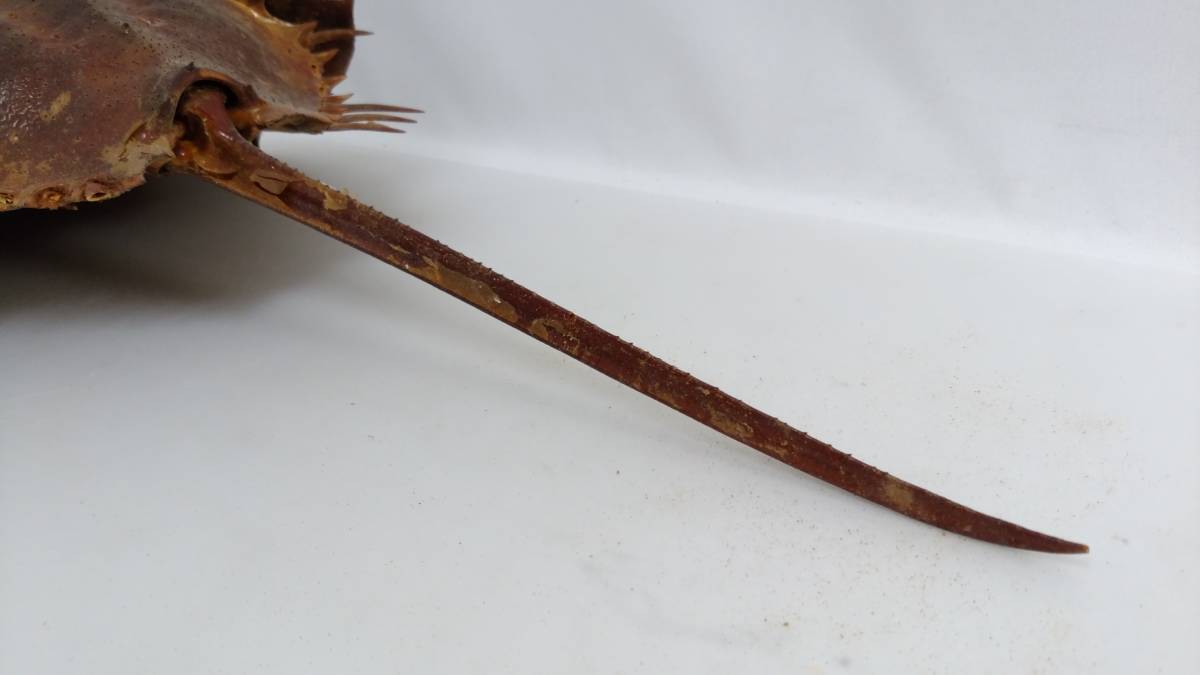 カブトガニ - 生きた化石「カブトガニ」が香川県で漁師の網に ROOM
