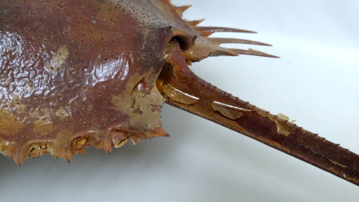 カブトガニ - 生きた化石「カブトガニ」が香川県で漁師の網に ROOM