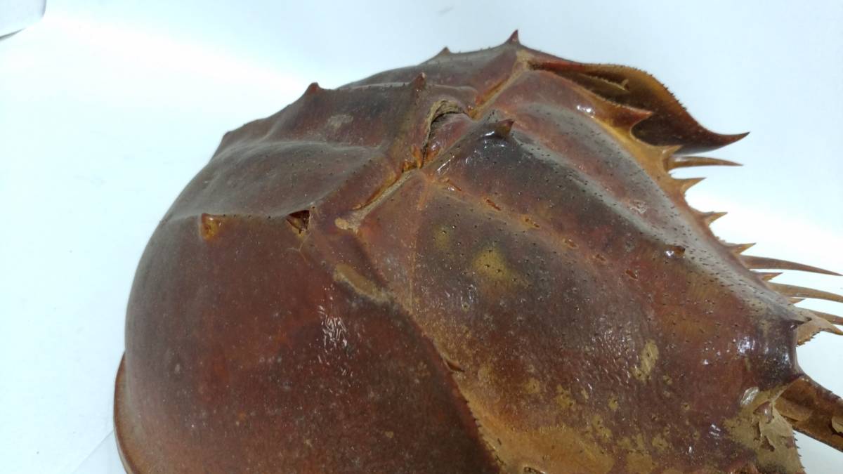 カブトガニ - 生きた化石「カブトガニ」が香川県で漁師の網に ROOM