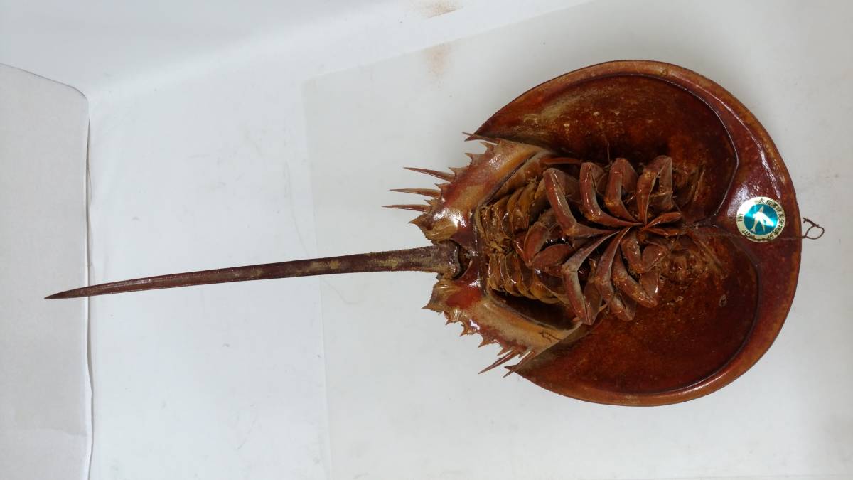 カブトガニ - 生きた化石「カブトガニ」が香川県で漁師の網に ROOM