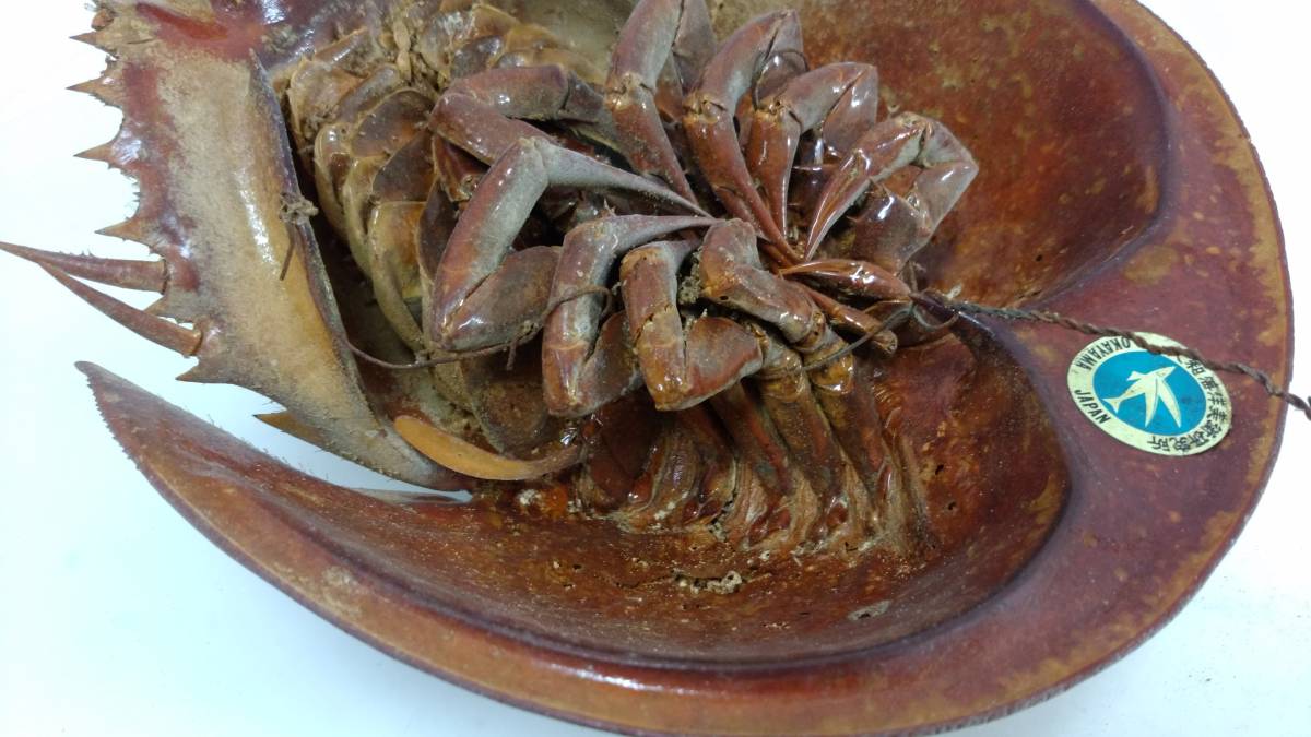 カブトガニ - 生きた化石「カブトガニ」が香川県で漁師の網に ROOM