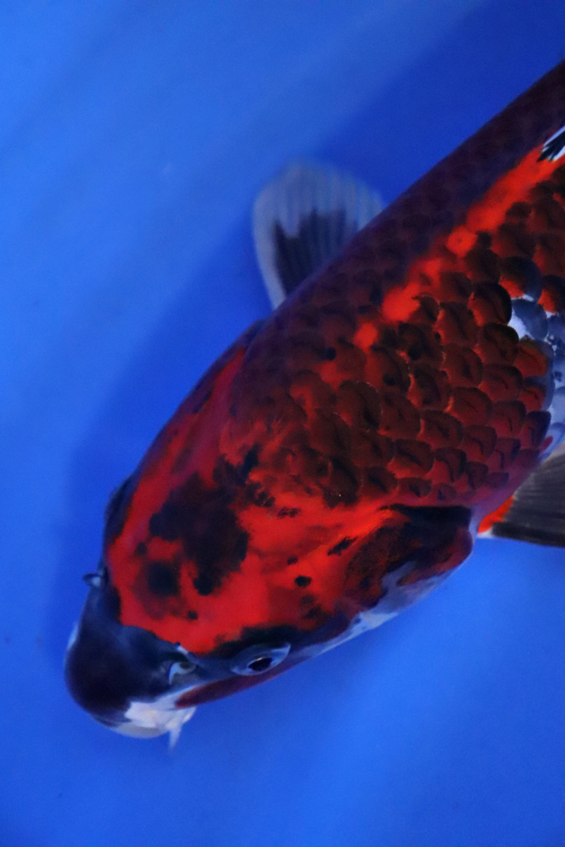 高品質，セール 魚酔 面迫養鯉場産 黒孔雀 38cm #307(錦鯉)｜売買されたオークション情報、yahooの商品情報をアーカイブ公開 - オークファン 錦鯉