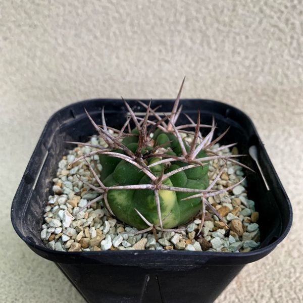 フェロシオール錦 サボテン 多肉植物 ギムノカリキウム ferocior