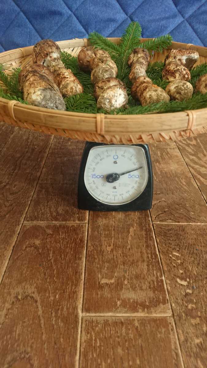 松茸 北海道 300g 訳あり 送料込 松茸の商品一覧 通販 - Yahoo
