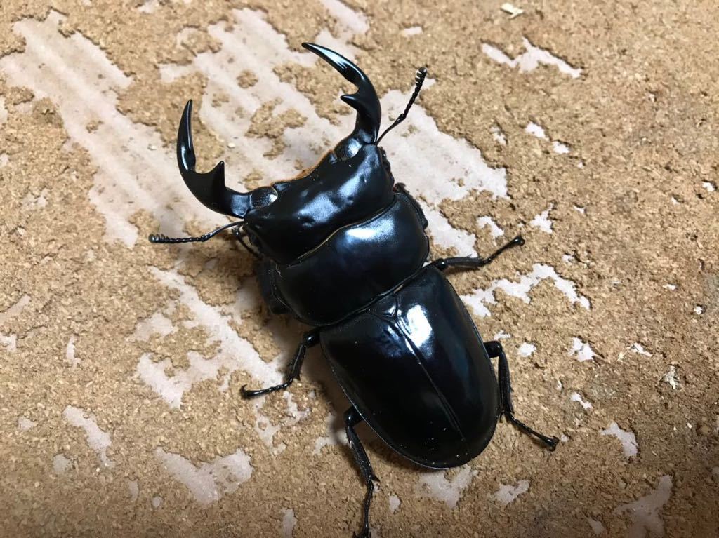 アンタエウスオオクワガタ くわかぶプラネット ペア ⁄ | タイ産