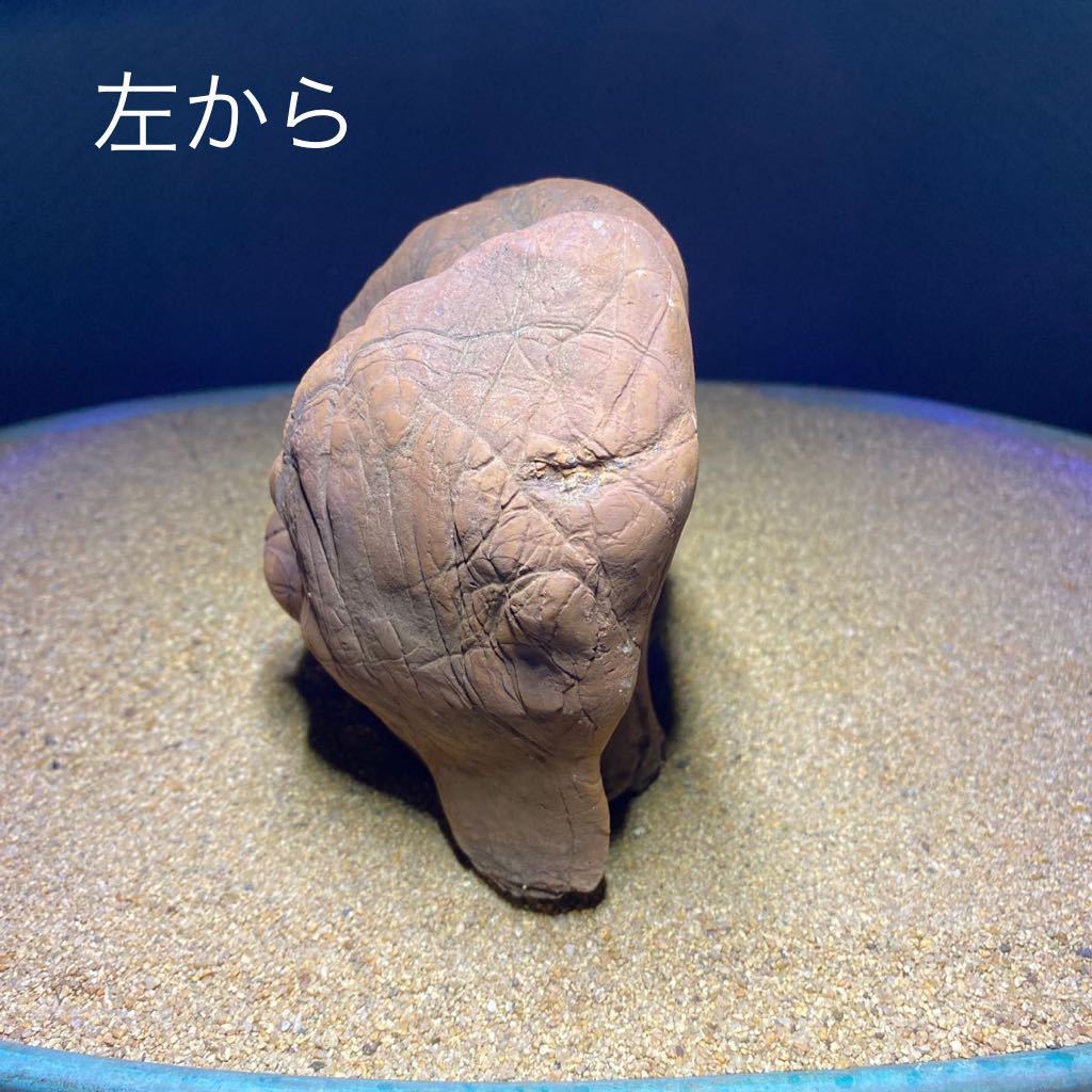 安倍川 馬蹄石 鑑賞石 水石 水石 安倍川馬蹄石 鑑賞石 (盆栽)｜