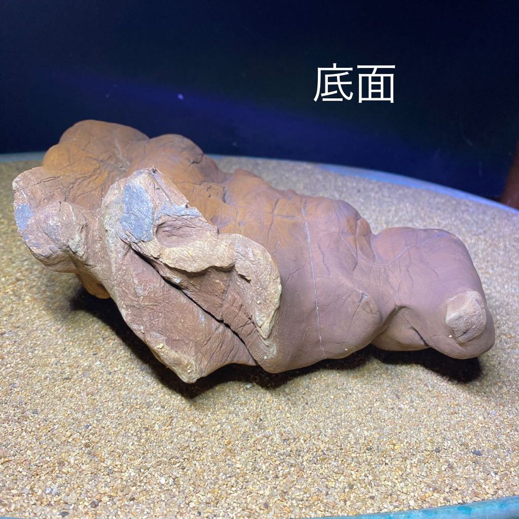 安倍川 馬蹄石 鑑賞石 水石 水石 安倍川馬蹄石 鑑賞石 (盆栽)｜