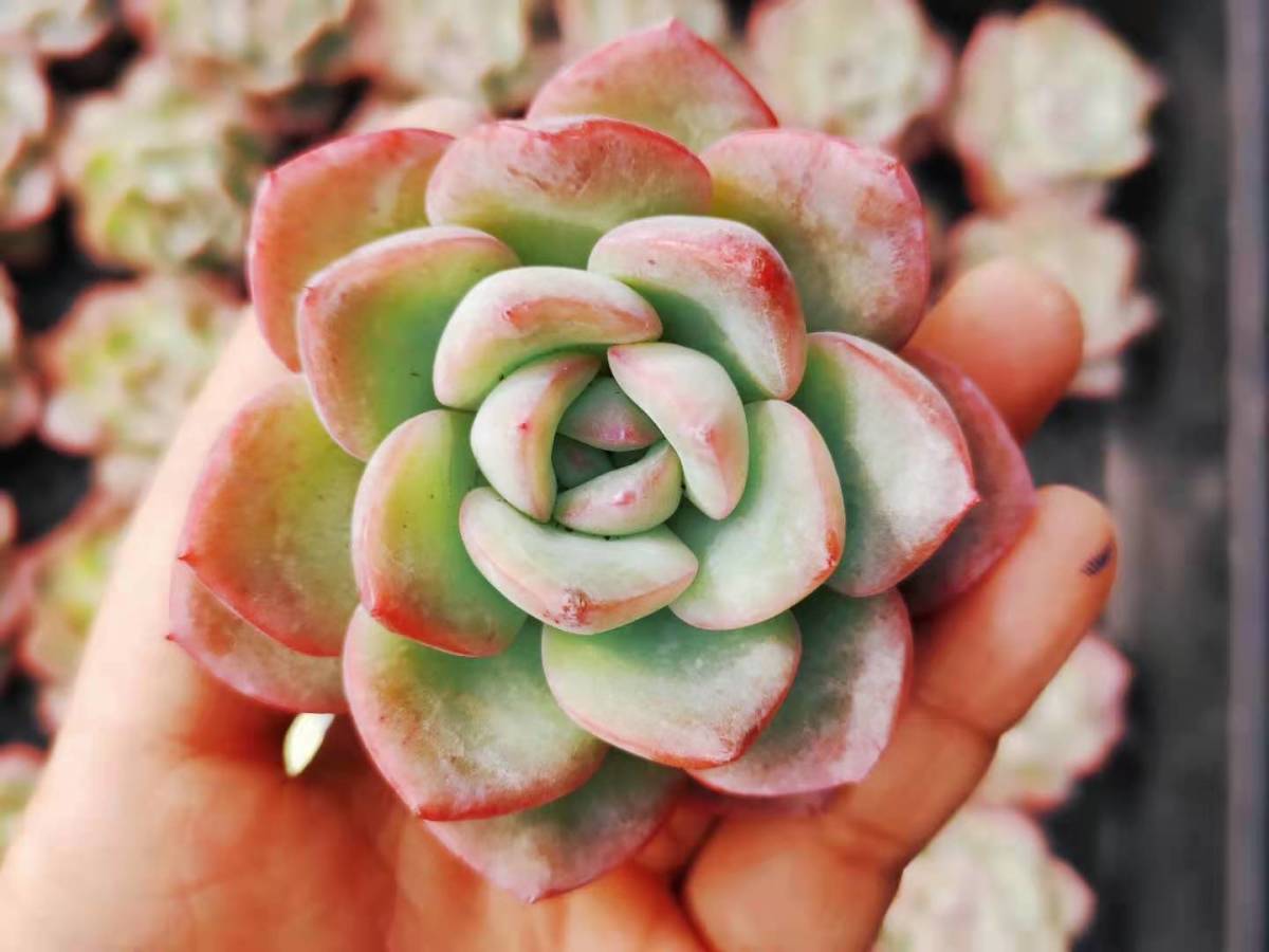 2026，人気 韓国多肉植物 韓国苗 エケベリア Echeveria 2180 Amabille 30個 韓国発送(サボテン)｜売買されたオークション情報、yahooの商品情報をアーカイブ公開 - オークファン サボテン