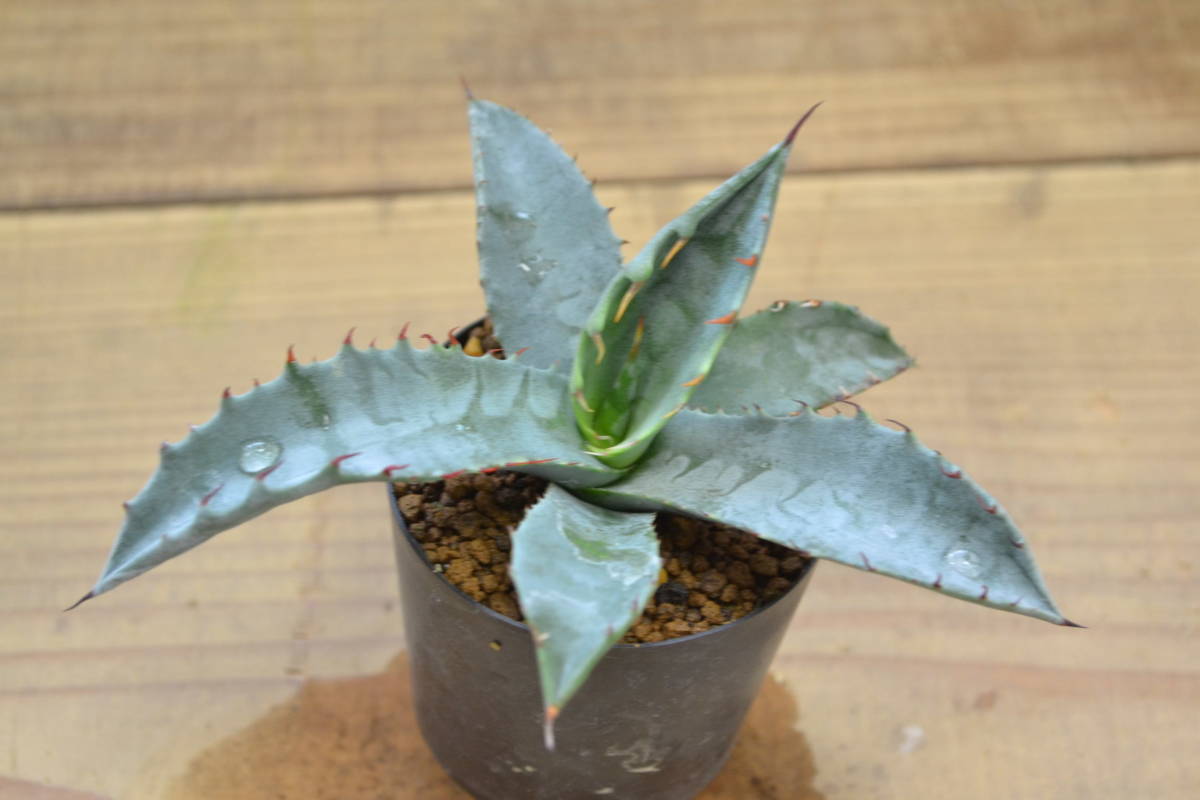 アガベ フレキスピナ 輸入種子実生 観葉植物 売買されたオークション情報 Yahooの商品情報をアーカイブ公開 オークファン Aucfan Com