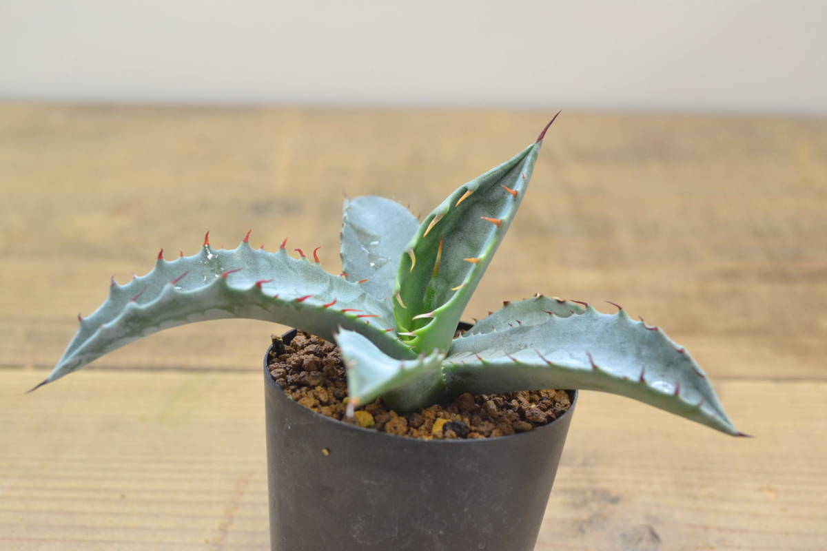 アガベ フレキスピナ 輸入種子実生 観葉植物 売買されたオークション情報 Yahooの商品情報をアーカイブ公開 オークファン Aucfan Com