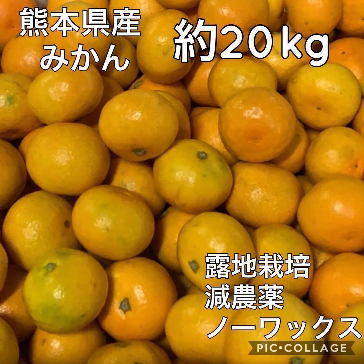 人気定番，限定セール 熊本県産 早生ミカン20kg 〆(かんきつ類)｜売買されたオークション情報、yahooの商品情報をアーカイブ公開 - オークファン かんきつ類