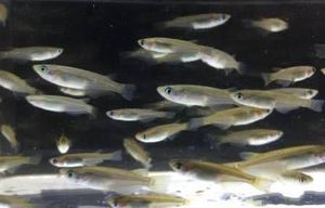 21年01月 黒メダカのヤフオク の相場 価格を見る ヤフオク の黒メダカのオークション売買情報は29件が掲載されています