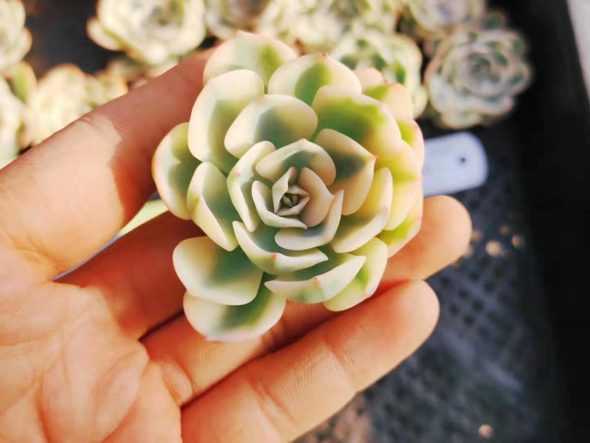 エケベリア 韓国苗 韓国多肉植物 Echeveria 多肉植物 エケベリア韓国苗