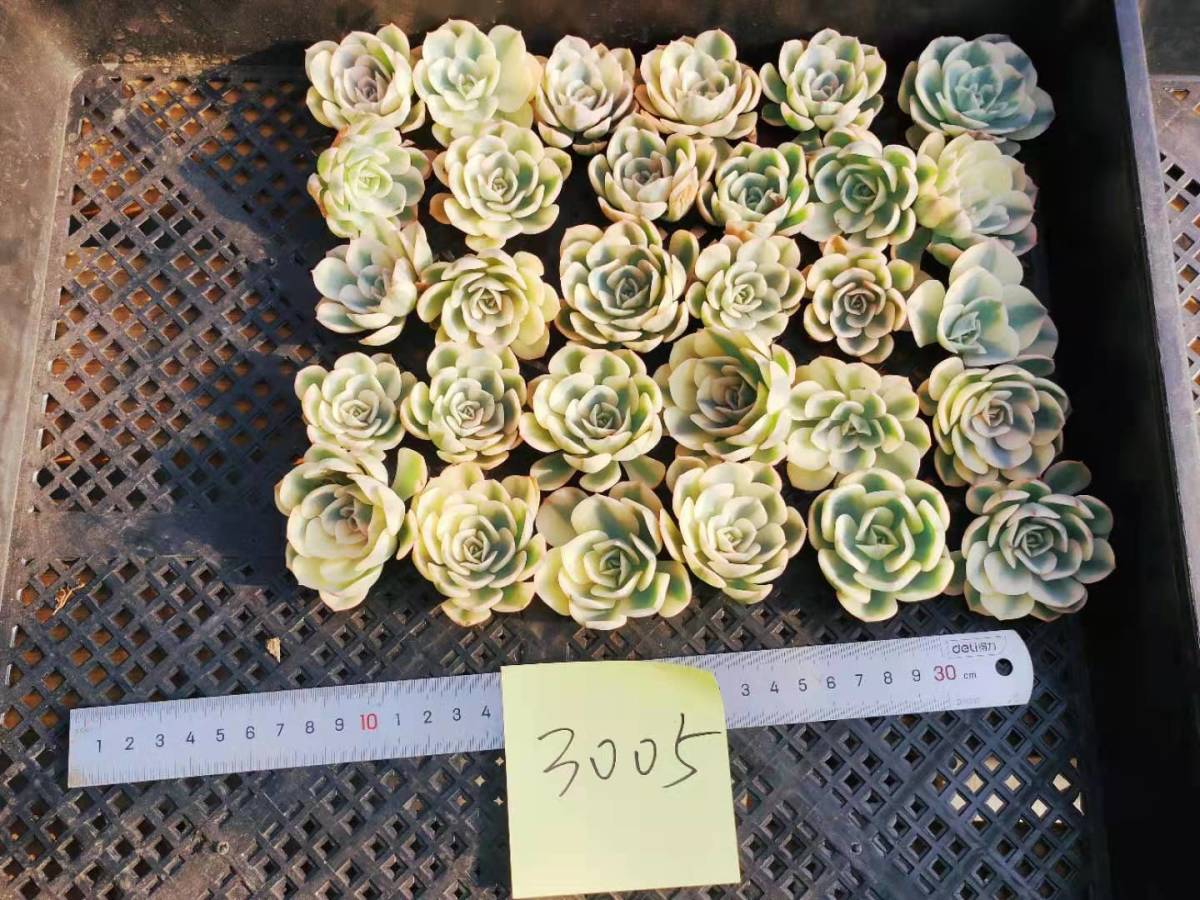 エケベリア 韓国苗 韓国多肉植物 Echeveria 多肉植物 エケベリア韓国苗