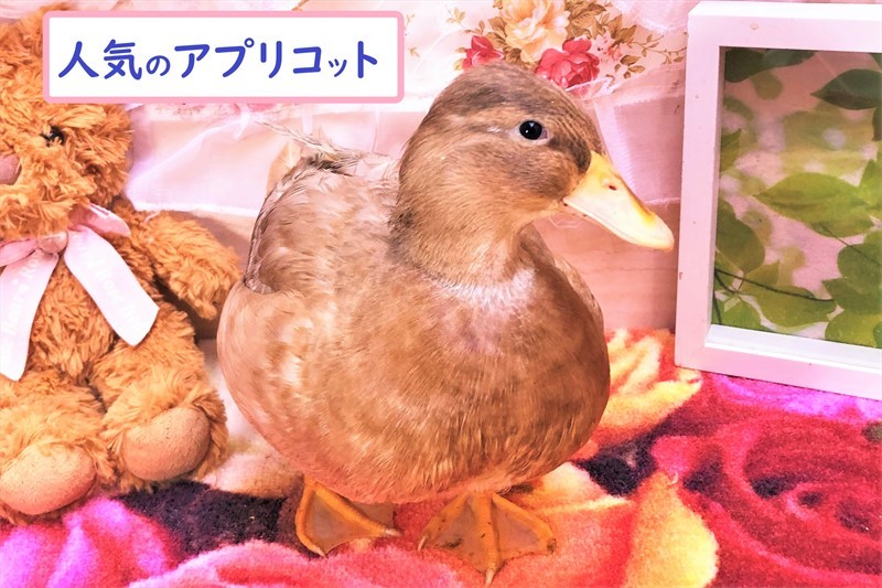 コールダック有精卵の販売（たまごから育てる）全国対応