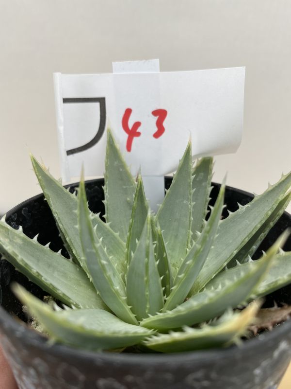 ワ43 【多肉植物・実生】アロエ ポリフィラ【アロエ・種から発芽！Aloe