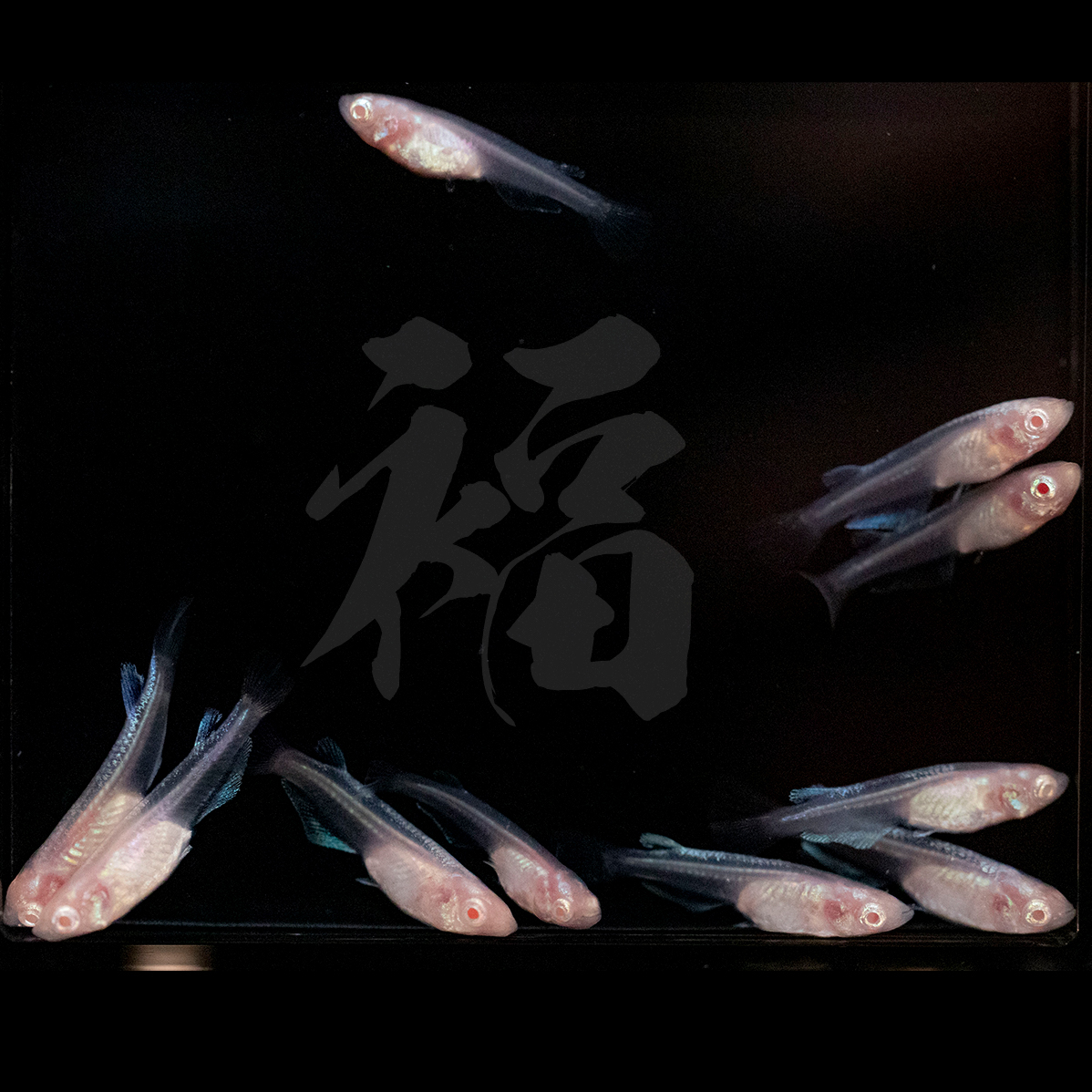 極上 王妃 現物10匹 本家垂水氏 夢中めだか様血統 福メダカ V2 めだか 売買されたオークション情報 Yahooの商品情報をアーカイブ公開 オークファン Aucfan Com