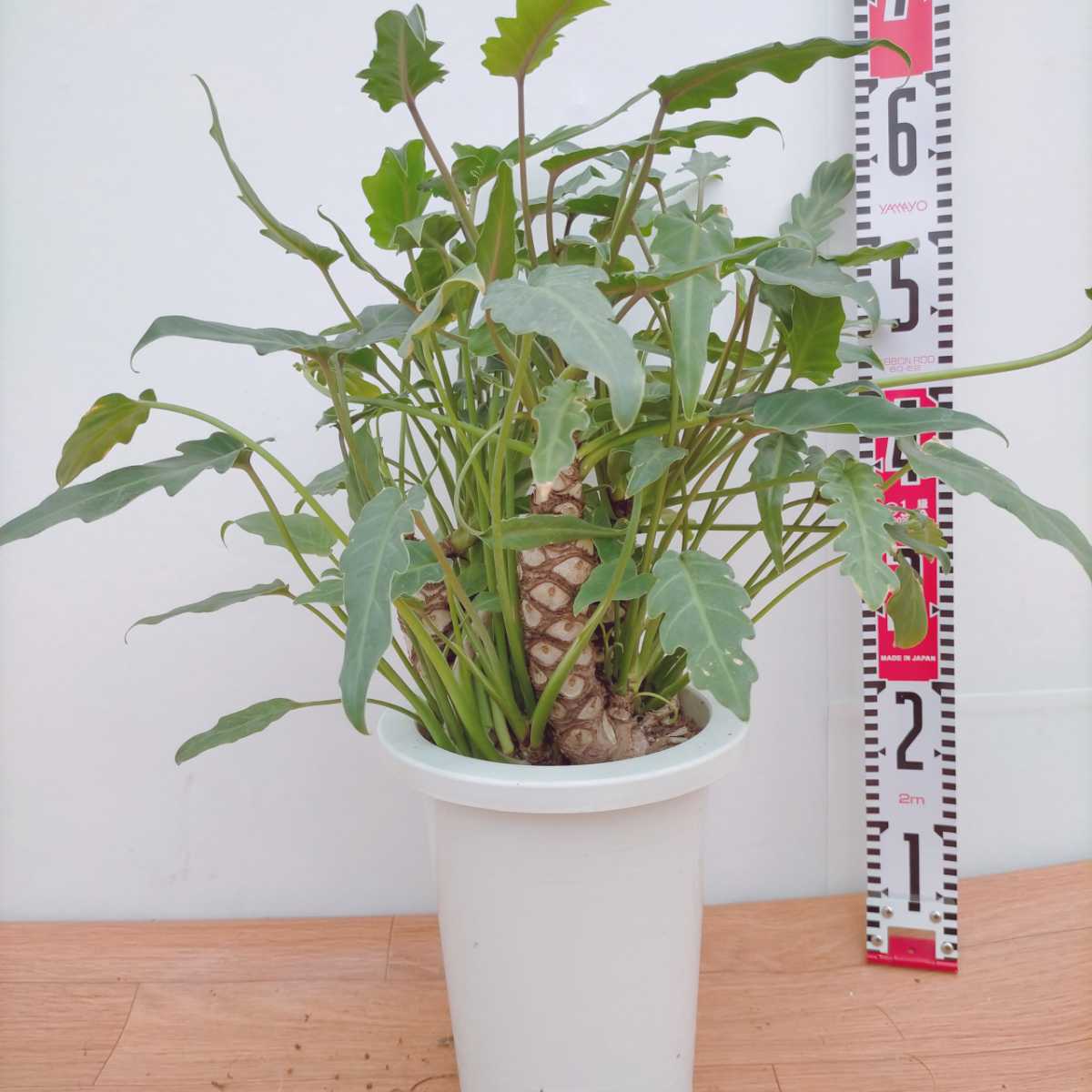 フィロデンドロン クッカバラ 幹立ち クッカバラ 幹立ち
