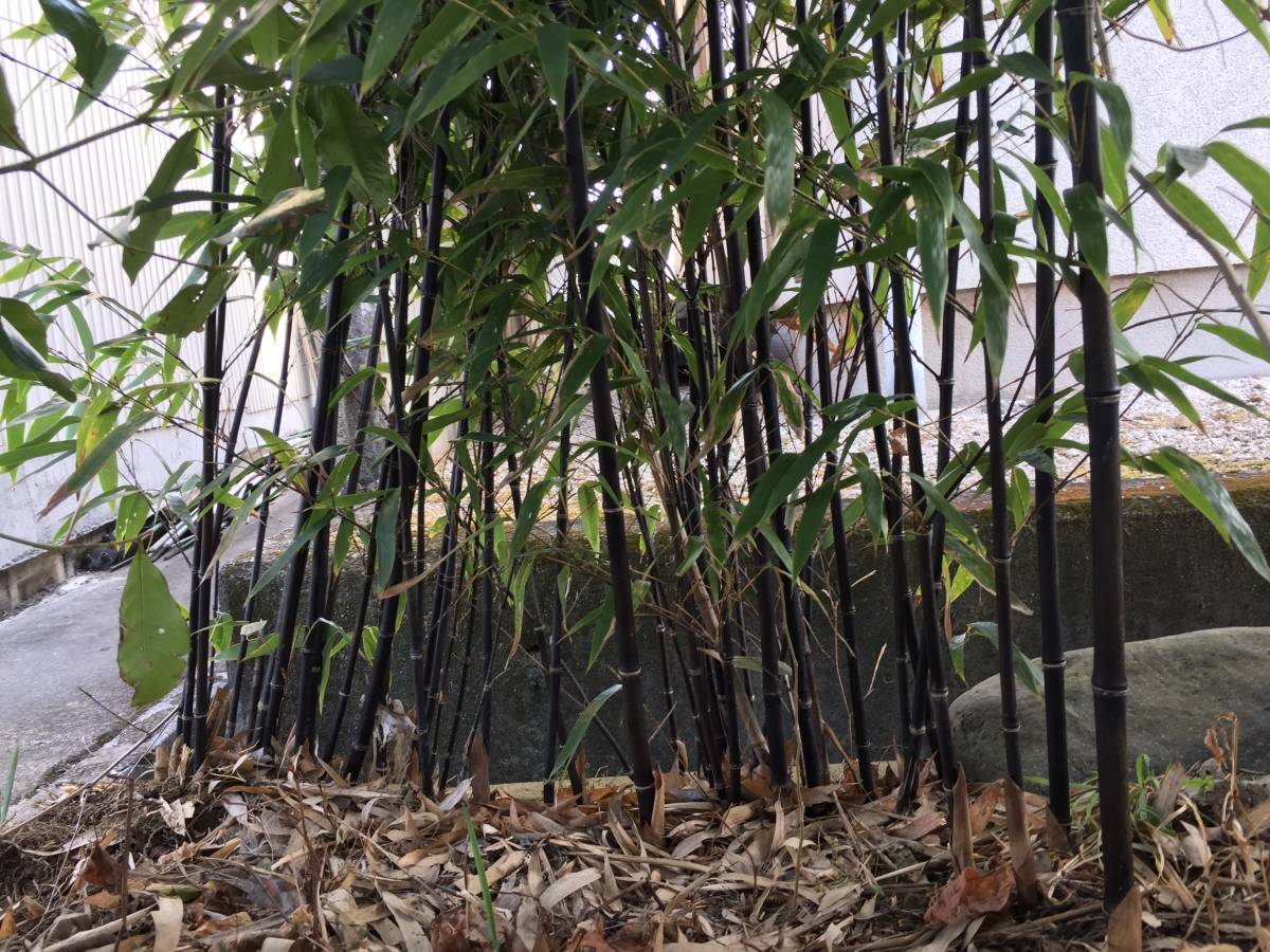 黒竹 クロチク ５本 庭の価値 品位 Up 最高 盆栽 売買されたオークション情報 Yahooの商品情報をアーカイブ公開 オークファン Aucfan Com