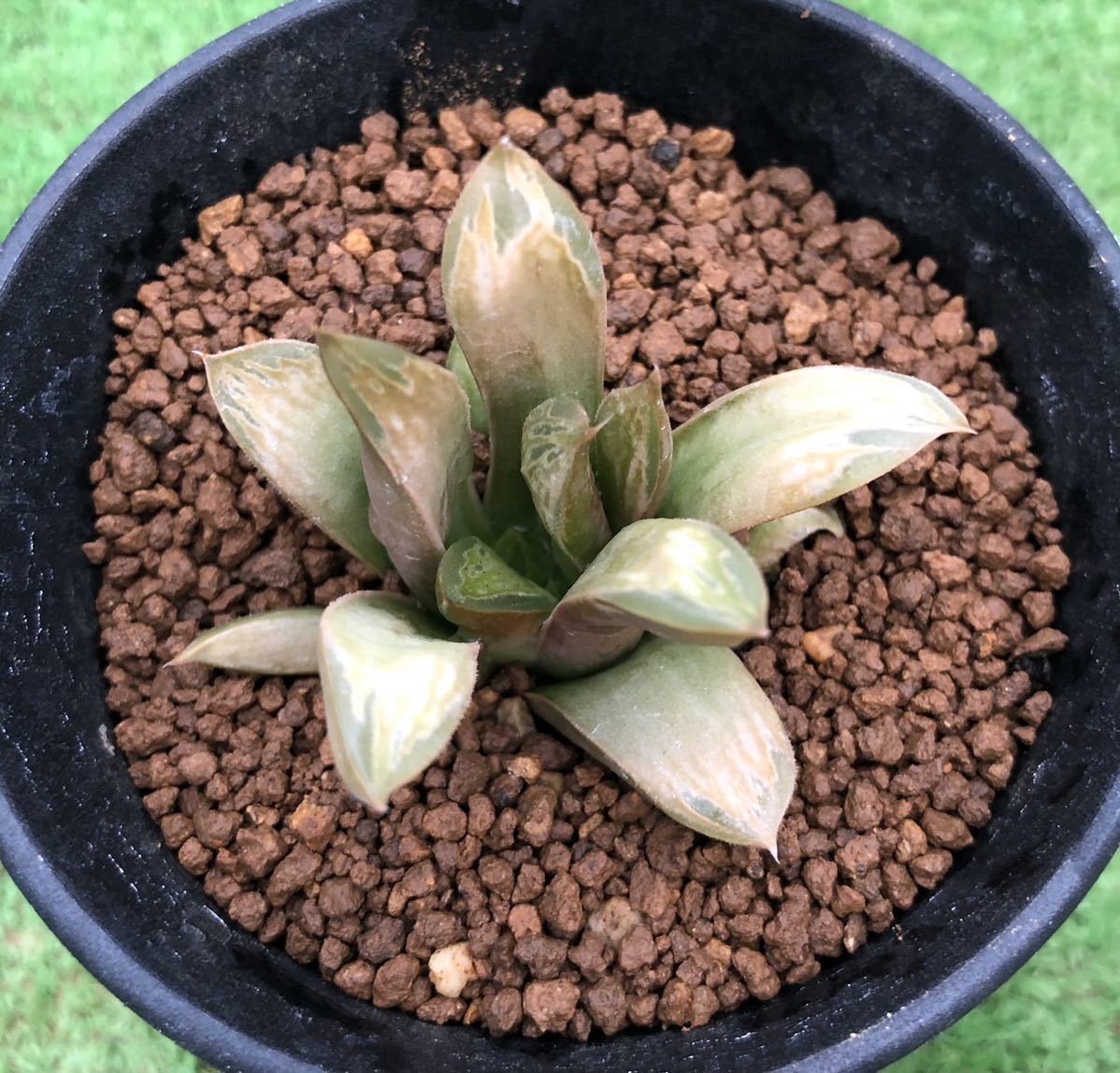 多肉植物 ハオルチア ペールピース カキ仔 発根管理中 サボテン 売買されたオークション情報 Yahooの商品情報をアーカイブ公開 オークファン Aucfan Com 多肉植物 ハオルチア ペールピース カキ仔 発根管理中 サボテン 売買されたオークション情報 Yahooの商品情報をアーカイブ公開 オークファン Aucfan Com