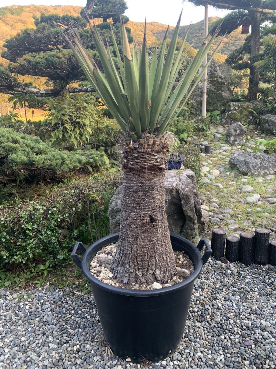 AL1158ユッカ ロストラータ 強シルバーブルー 超美形 感動個体 EDG