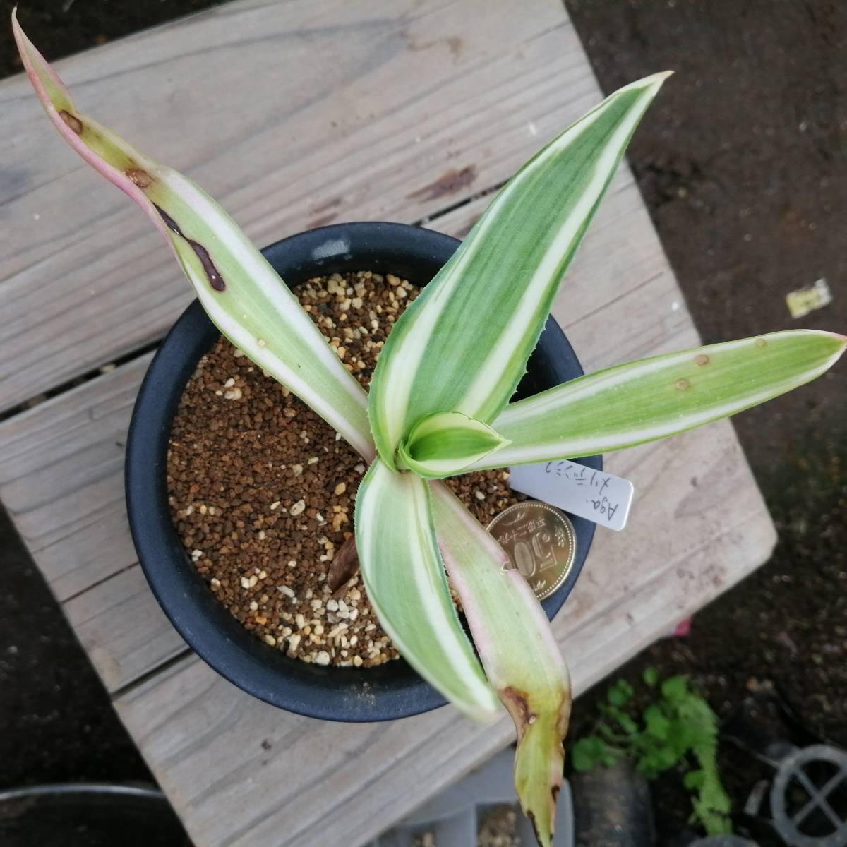 アガベ　メリデンシス_1