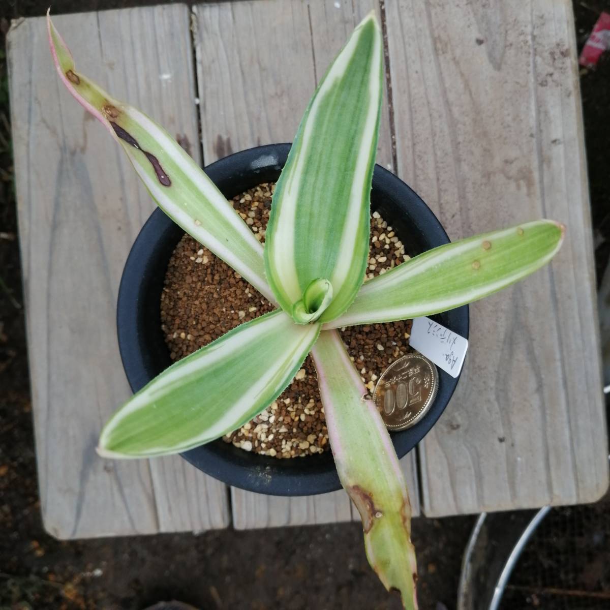 アガベ　メリデンシス_2