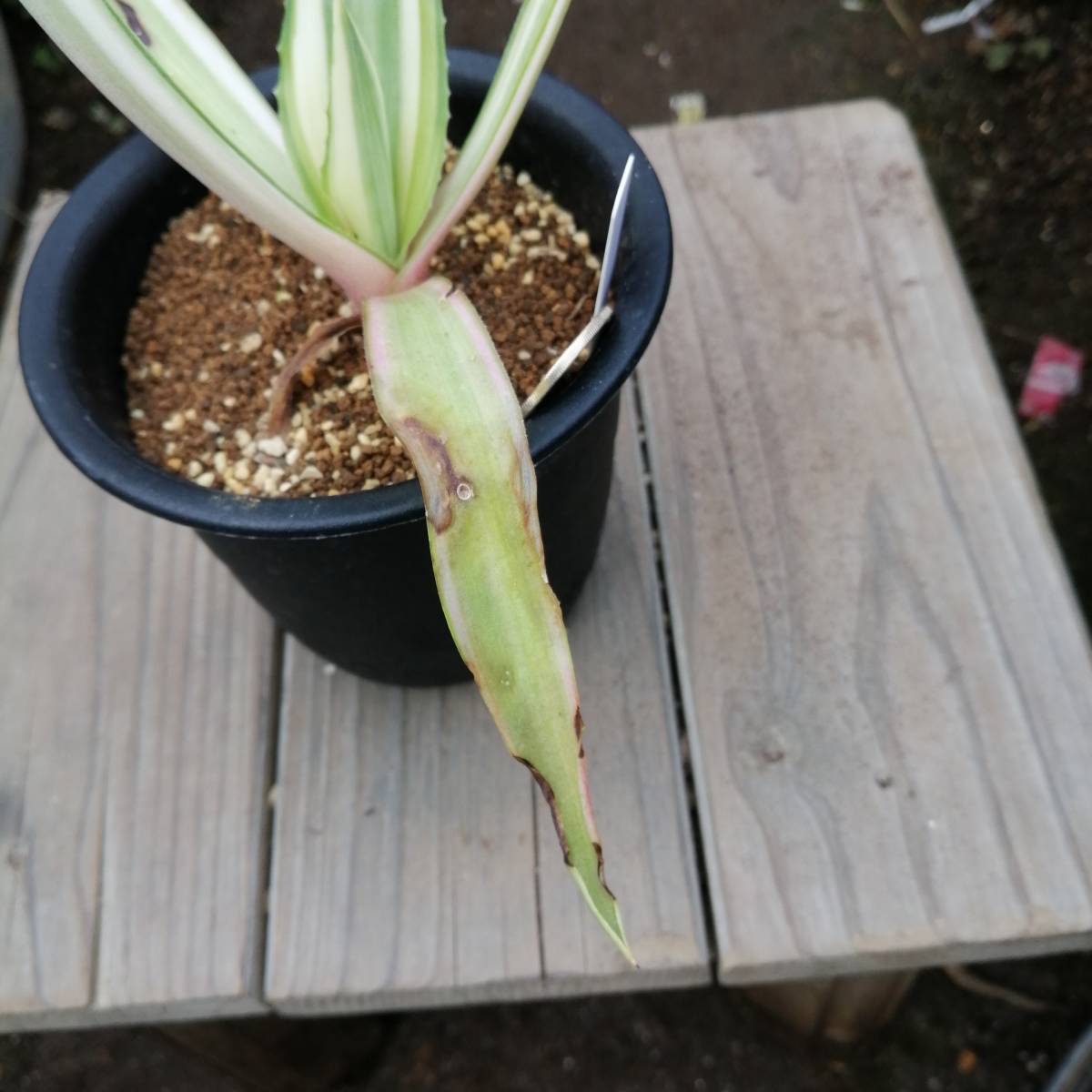 アガベ　メリデンシス_3