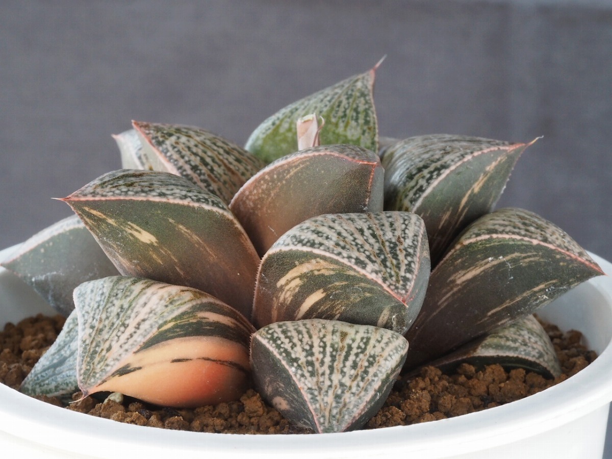  ハオルチア ジュエリークイーン実生 1 多肉植物(サボテン)｜売買されたオークション情報、yahooの商品情報をアーカイブ公開 - オークファン サボテン