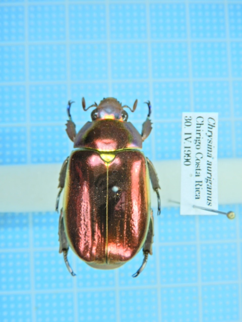 コスタリカ産 特大 アウリガヌスキンイロコガネ 30mm