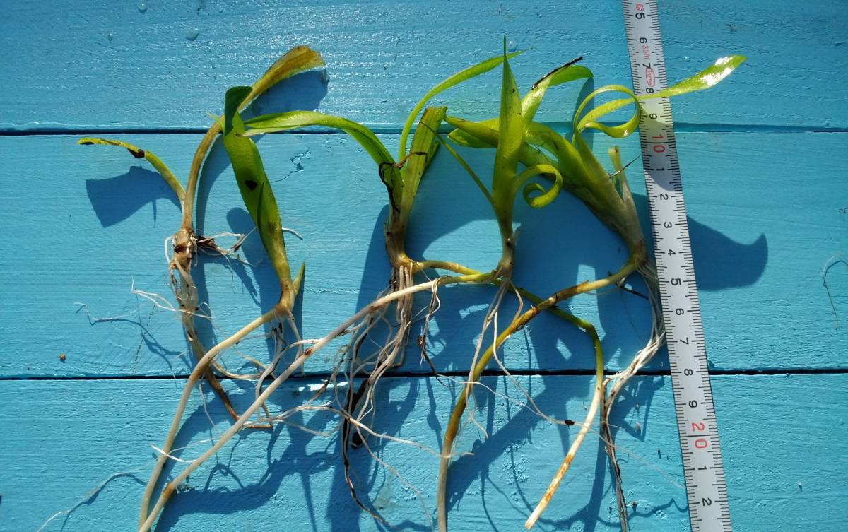 No 7 ナガバオモダカ５株 メダカが喜ぶ水草 メダカの産卵床 水質浄化 北米原産 無農薬 水草 売買されたオークション情報 Yahooの商品情報をアーカイブ公開 オークファン Aucfan Com