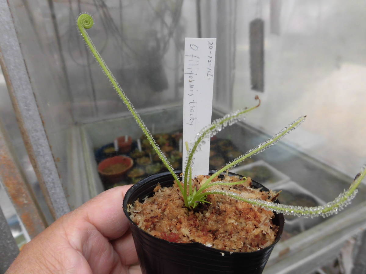 食虫植物 ドロセラ イトバモウセンゴケ 白花 観葉植物 売買されたオークション情報 Yahooの商品情報をアーカイブ公開 オークファン Aucfan Com 食虫植物 ドロセラ イトバモウセンゴケ 白花 観葉植物 売買されたオークション情報 Yahooの商品情報をアーカイブ公開 オークファン Aucfan Com