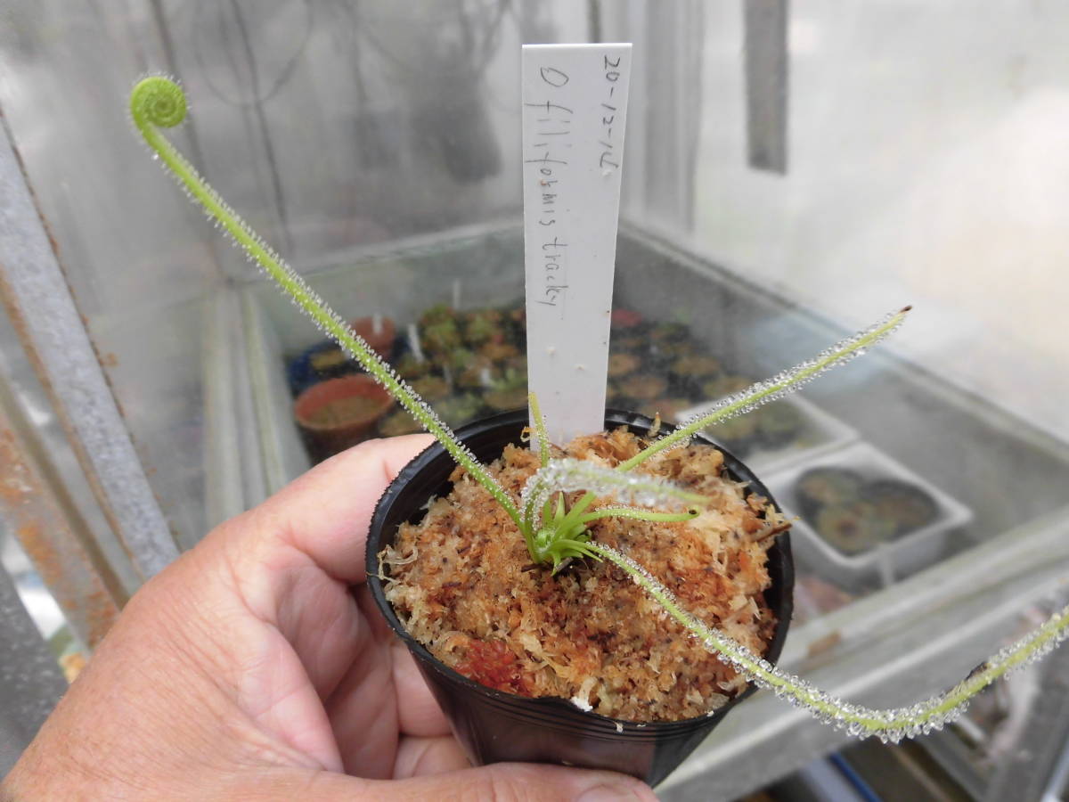 食虫植物 ドロセラ イトバモウセンゴケ 白花 観葉植物 売買されたオークション情報 Yahooの商品情報をアーカイブ公開 オークファン Aucfan Com 食虫植物 ドロセラ イトバモウセンゴケ 白花 観葉植物 売買されたオークション情報 Yahooの商品情報をアーカイブ公開 オークファン Aucfan Com