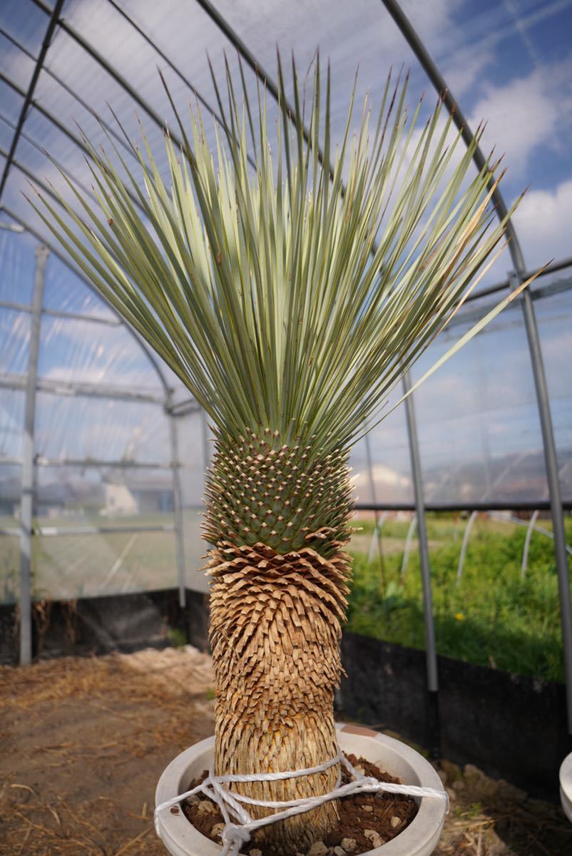 ユッカ ロストラータ | フィリフェラ (観葉植物)の落札相場・落札