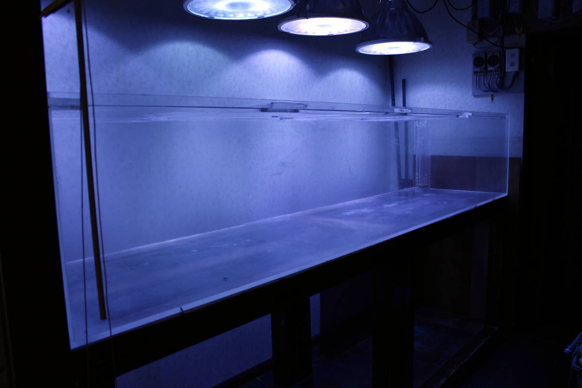 公式通販 ②引き取り限定 アクリル水槽4面ホワイト1200×600×300 2台 
