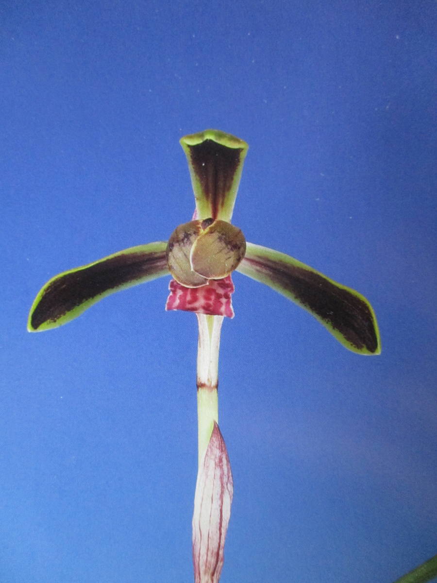 蘭遊園 富貴蘭『金甲覆輪』美術株6本立ち 風蘭 春蘭 寒蘭 中国