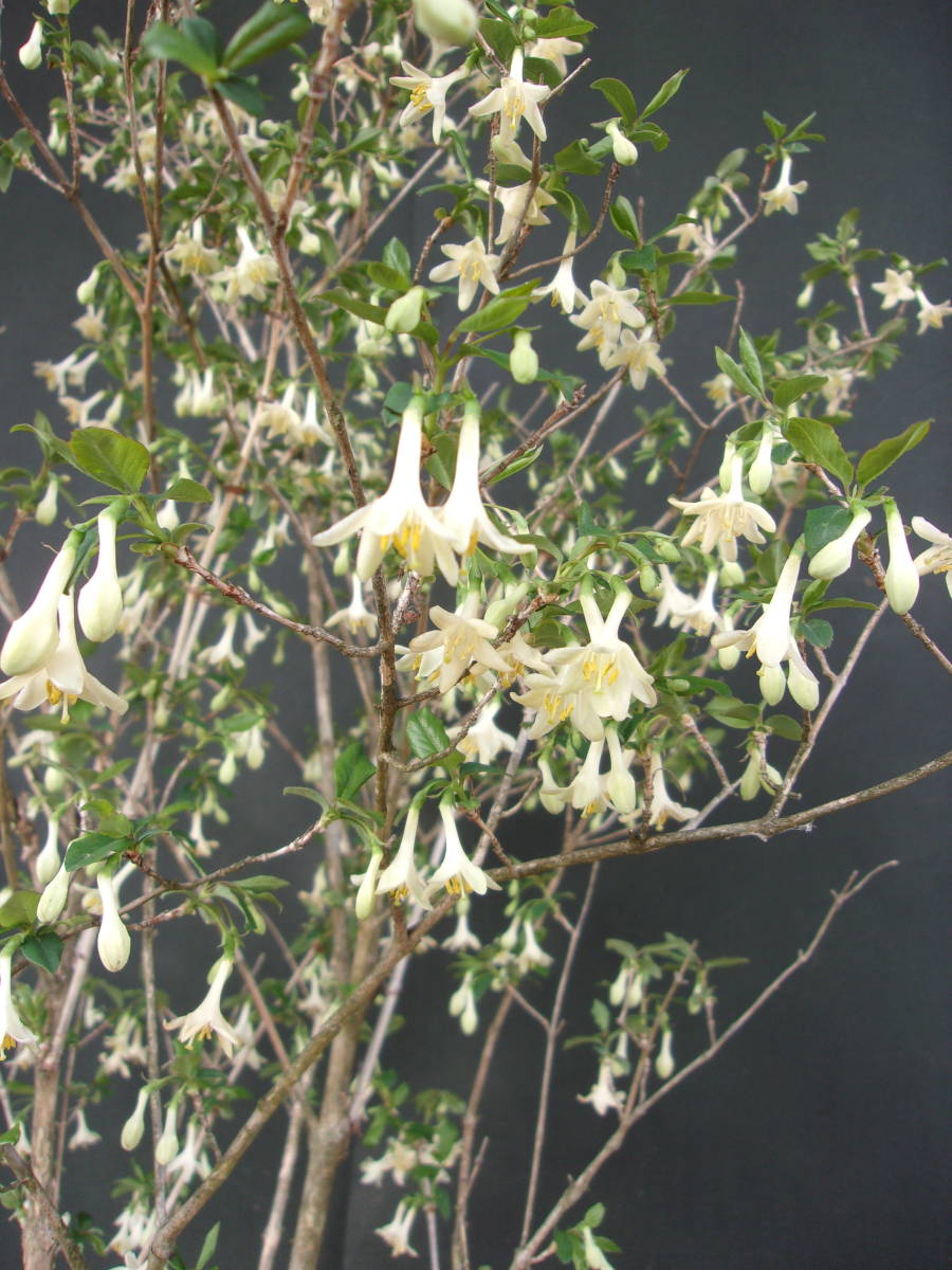 通販 ウグイスカグラ 苗 苗木・植木 山採り ウグイスカグラ