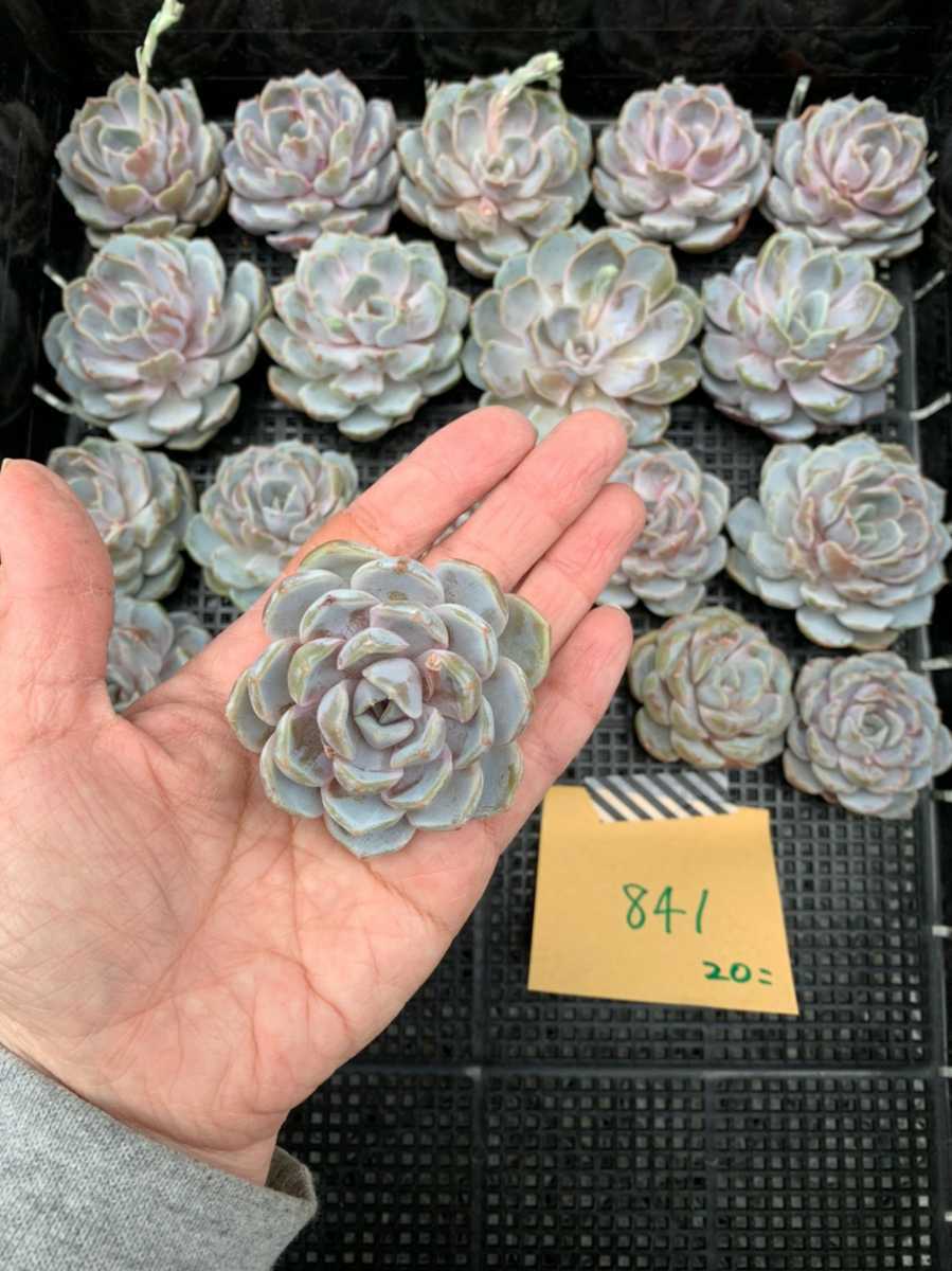 韓国多肉植物 韓国苗 エケベリア Echeveria 6-841 スノウバニー　20個 (岡山在庫)(4/19岡山発送)