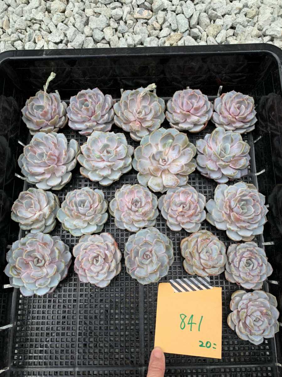 韓国多肉植物 韓国苗 エケベリア Echeveria 6-841 スノウバニー　20個 (岡山在庫)(4/19岡山発送)