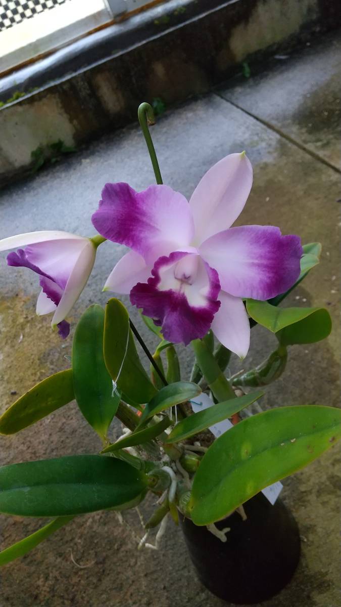 洋蘭原種カトレア C Cariads Mini Quinee Blue Lake 濃い紫開花中 ラン 売買されたオークション情報 Yahooの商品情報をアーカイブ公開 オークファン Aucfan Com