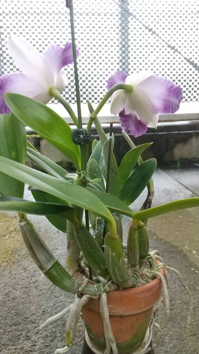 洋蘭原種カトレア C Cariads Mini Quinee Blue Lake 濃い紫開花中 ラン 売買されたオークション情報 Yahooの商品情報をアーカイブ公開 オークファン Aucfan Com