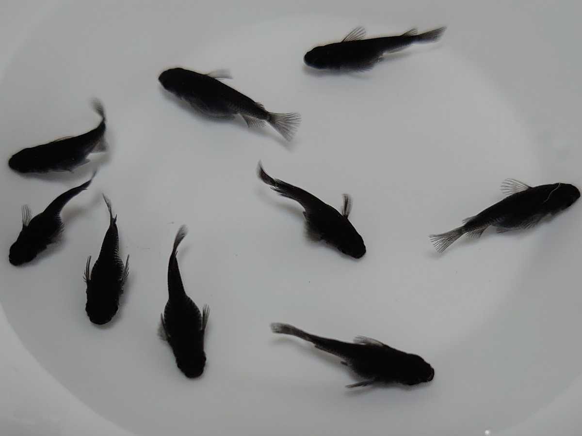 【熊庭めだか】現物出品 オロチダルマメダカ 雄4雌5