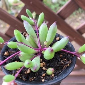 ルビーネックレス 多肉のヤフオク の相場 価格を見る ヤフオク のルビーネックレス 多肉のオークション売買情報は43件が掲載されています