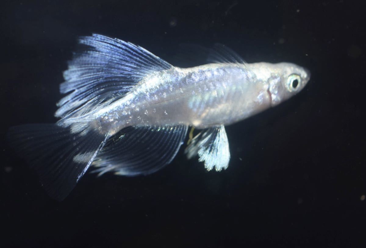 メダカファーム泉遠州】ラディウス 上物 若魚 メス2オス1 わー13