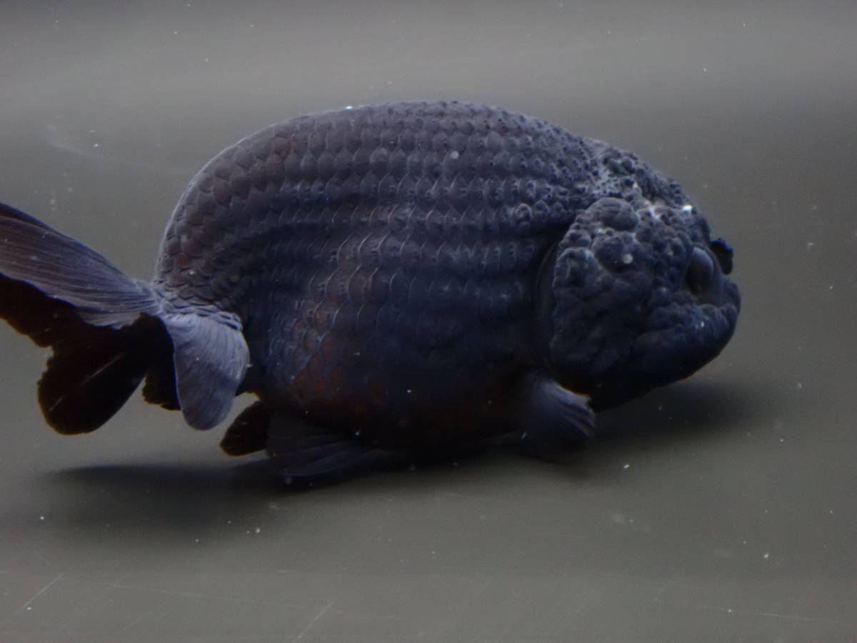 ☆彡石らん・特選らんちゅう・優良系統魚・当歳魚8匹O50-2 | APPS 