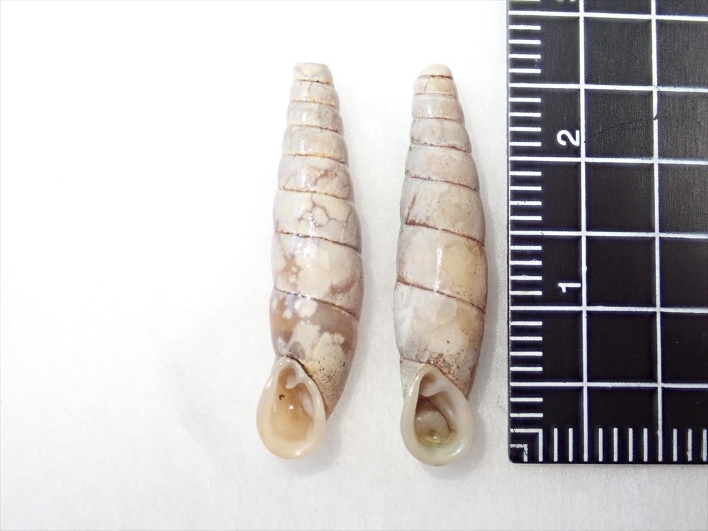 /Vl** 特産種 シリオレコンボウギセル 殻高26.2mm，26.4mm ウガンデンシスオオツノカナブン ペア 発送日限定