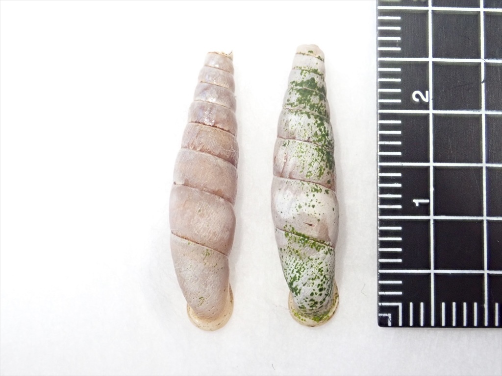 /Vl** 特産種 シリオレコンボウギセル 殻高26.2mm，26.4mm ウガンデンシスオオツノカナブン ペア 発送日限定