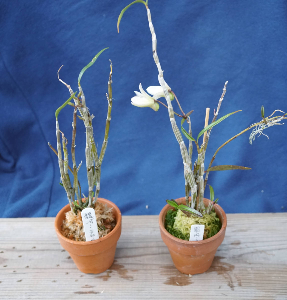 セッコク 龍河 翠丹 富貴蘭 長生蘭 山野草 ラン 売買されたオークション情報 Yahooの商品情報をアーカイブ公開 オークファン Aucfan Com