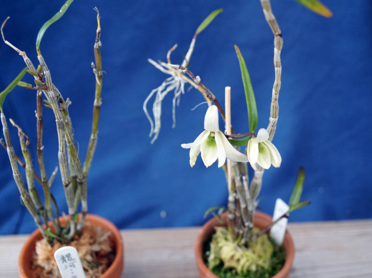 セッコク 龍河 翠丹 富貴蘭 長生蘭 山野草 ラン 売買されたオークション情報 Yahooの商品情報をアーカイブ公開 オークファン Aucfan Com